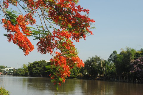 Ngỡ ngàng đường phượng bay dài 4 cây số ở Lấp Vò - Ảnh 6. Ngỡ ngàng đường phượng bay dài 4 cây số ở Lấp Vò - Ảnh 6.