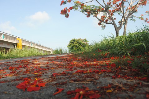 Ngỡ ngàng đường phượng bay dài 4 cây số ở Lấp Vò - Ảnh 7. Ngỡ ngàng đường phượng bay dài 4 cây số ở Lấp Vò - Ảnh 7.
