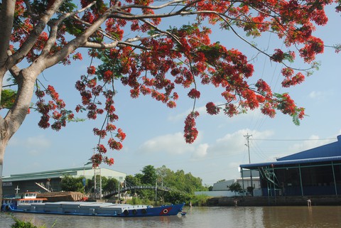 Ngỡ ngàng đường phượng bay dài 4 cây số ở Lấp Vò - Ảnh 3. Ngỡ ngàng đường phượng bay dài 4 cây số ở Lấp Vò - Ảnh 3.
