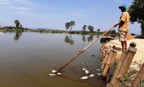 Cá chết trắng sông Bàn Thạch, do sông nhiễm mặn hay ô nhiễm? - Ảnh 1. Cá chết trắng sông Bàn Thạch, do sông nhiễm mặn hay ô nhiễm? - Ảnh 1.