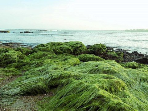 Mũi Si - Cửa Tùng: Nơi trốn nắng, tránh nóng cực kỳ lý tưởng - Ảnh 3. Mũi Si - Cửa Tùng: Nơi trốn nắng, tránh nóng cực kỳ lý tưởng - Ảnh 3.