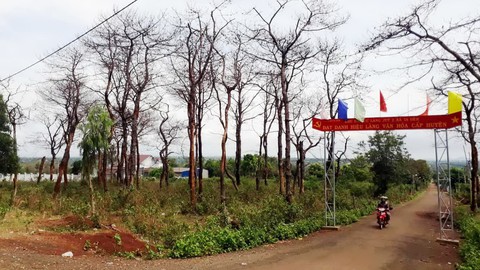 Thủ tướng yêu cầu Bộ Công an vào cuộc vụ bức tử rừng thông chiếm đất - Ảnh 1. Thủ tướng yêu cầu Bộ Công an vào cuộc vụ bức tử rừng thông chiếm đất - Ảnh 1.