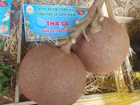 Ngắm bí ngô khổng lồ 100kg, dừa khủng 15kg... tại Suối Tiên - Ảnh 2. Ngắm bí ngô khổng lồ 100kg, dừa khủng 15kg... tại Suối Tiên - Ảnh 2.