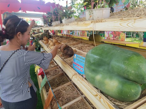 Ngắm bí ngô khổng lồ 100kg, dừa khủng 15kg... tại Suối Tiên - Ảnh 5. Ngắm bí ngô khổng lồ 100kg, dừa khủng 15kg... tại Suối Tiên - Ảnh 5.