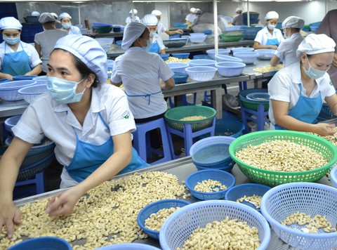 Hà Lan sẽ đầu tư 250 triệu USD xây dựng thương hiệu điều Bình Phước - Ảnh 1. Hà Lan sẽ đầu tư 250 triệu USD xây dựng thương hiệu điều Bình Phước - Ảnh 1.