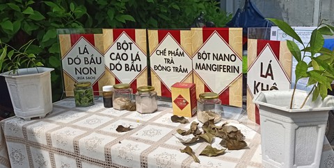 Ứng dụng nano điều chế trà thảo dược ngừa tiểu đường - Ảnh 1. Ứng dụng nano điều chế trà thảo dược ngừa tiểu đường - Ảnh 1.