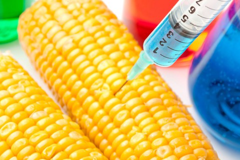 Mỹ đẩy nhanh quy trình xem xét sản phẩm nông nghiệp biến đổi gene - Ảnh 1. Mỹ đẩy nhanh quy trình xem xét sản phẩm nông nghiệp biến đổi gene - Ảnh 1.