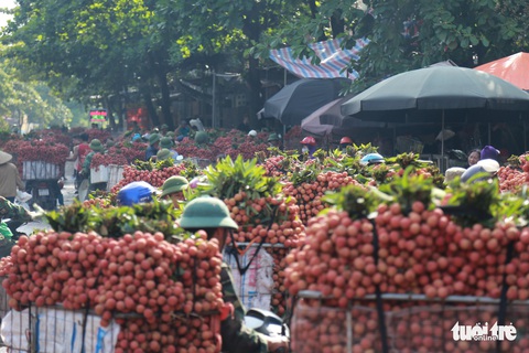 Vào chính vụ vải thiều Bắc Giang vẫn 60.000 đồng/kg - Ảnh 1. Vào chính vụ vải thiều Bắc Giang vẫn 60.000 đồng/kg - Ảnh 1.