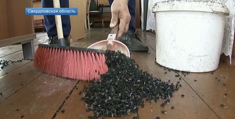 Dân miền núi Nga khốn đốn vì ruồi phủ kín bầu trời - Ảnh 1. Dân miền núi Nga khốn đốn vì ruồi phủ kín bầu trời - Ảnh 1.
