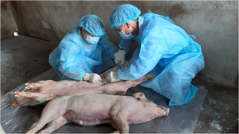 Long An là tỉnh thứ 12 của ĐBSCL có dịch tả heo châu Phi - Ảnh 1. Long An là tỉnh thứ 12 của ĐBSCL có dịch tả heo châu Phi - Ảnh 1.