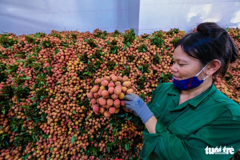 Niềm vui vải thiều giá cao kỷ lục - Ảnh 10. Niềm vui vải thiều giá cao kỷ lục - Ảnh 10.