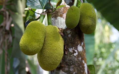 Dân mạng thế giới xôn xao vì trái mít - Ảnh 3. Dân mạng thế giới xôn xao vì trái mít - Ảnh 3.