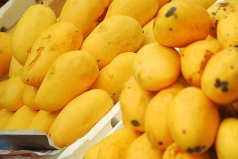 Nông dân Philippines trúng mùa xoài, bán rẻ như cho - Ảnh 4. Nông dân Philippines trúng mùa xoài, bán rẻ như cho - Ảnh 4.