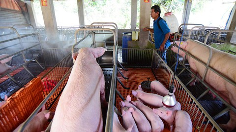 Phòng chống dịch tả heo: Tư duy khác để không vỡ trận - Ảnh 1. Phòng chống dịch tả heo: Tư duy khác để không vỡ trận - Ảnh 1.