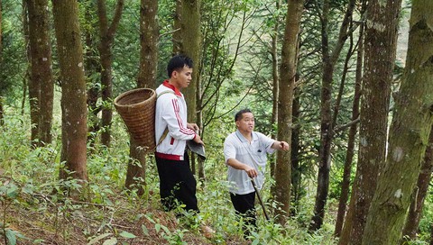 Huyền thoại pơmu - Ảnh 1. Huyền thoại pơmu - Ảnh 1.