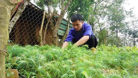 Huyền thoại pơmu - Ảnh 7. Huyền thoại pơmu - Ảnh 7.