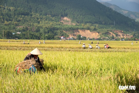 Mùa lúa vàng trên cánh đồng Mường Tấc vùng Tây Bắc - Ảnh 1. Mùa lúa vàng trên cánh đồng Mường Tấc vùng Tây Bắc - Ảnh 1.
