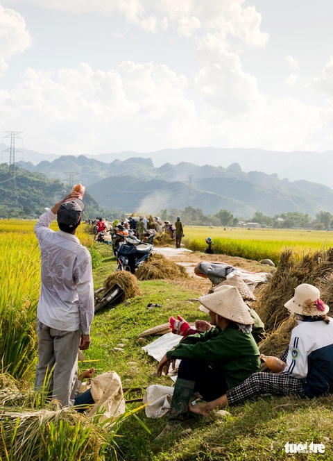 Mùa lúa vàng trên cánh đồng Mường Tấc vùng Tây Bắc - Ảnh 3. Mùa lúa vàng trên cánh đồng Mường Tấc vùng Tây Bắc - Ảnh 3.