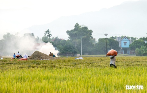 Mùa lúa vàng trên cánh đồng Mường Tấc vùng Tây Bắc - Ảnh 7. Mùa lúa vàng trên cánh đồng Mường Tấc vùng Tây Bắc - Ảnh 7.