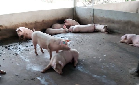 Phát hiện hai ổ dịch tả heo châu Phi tại Bà Rịa - Vũng Tàu - Ảnh 1. Phát hiện hai ổ dịch tả heo châu Phi tại Bà Rịa - Vũng Tàu - Ảnh 1.