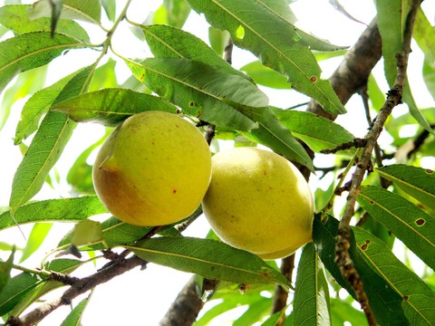 Tìm cho ra tiên đào trên non bồng núi thẳm - Ảnh 1. Tìm cho ra tiên đào trên non bồng núi thẳm - Ảnh 1.