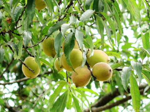 Tìm cho ra tiên đào trên non bồng núi thẳm - Ảnh 5. Tìm cho ra tiên đào trên non bồng núi thẳm - Ảnh 5.