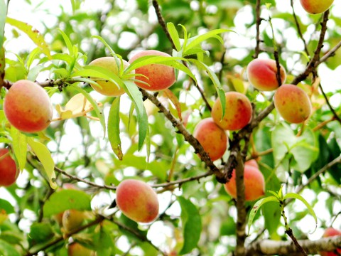 Tìm cho ra tiên đào trên non bồng núi thẳm - Ảnh 4. Tìm cho ra tiên đào trên non bồng núi thẳm - Ảnh 4.