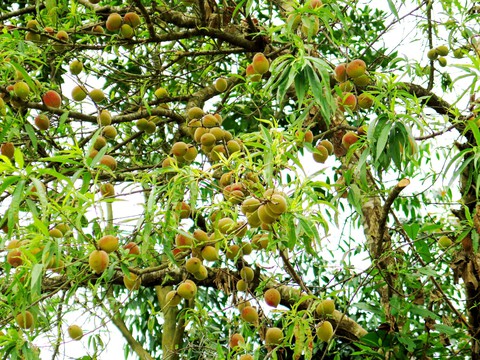 Tìm cho ra tiên đào trên non bồng núi thẳm - Ảnh 3. Tìm cho ra tiên đào trên non bồng núi thẳm - Ảnh 3.