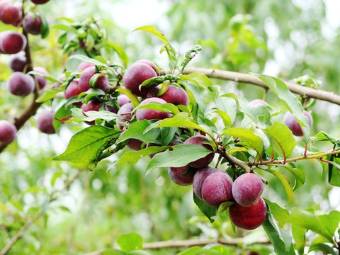 Tìm cho ra tiên đào trên non bồng núi thẳm - Ảnh 9. Tìm cho ra tiên đào trên non bồng núi thẳm - Ảnh 9.