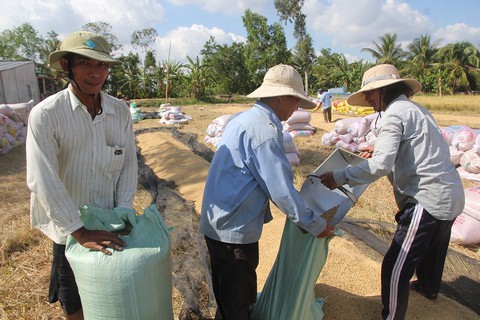 Lúa hè thu chờ giải cứu, nông dân đứng ngồi không yên - Ảnh 1. Lúa hè thu chờ giải cứu, nông dân đứng ngồi không yên - Ảnh 1.