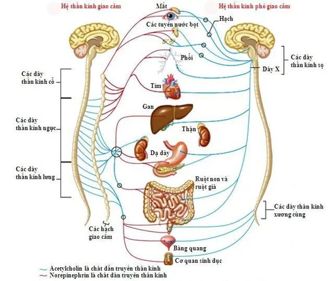 Rối loạn thần kinh thực vật - Ảnh 1. Rối loạn thần kinh thực vật - Ảnh 1.