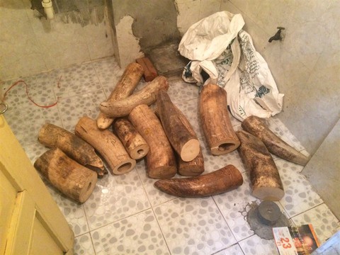 Nam thanh niên vận chuyển 4 bao tải chứa 207kg ngà voi - Ảnh 1. Nam thanh niên vận chuyển 4 bao tải chứa 207kg ngà voi - Ảnh 1.