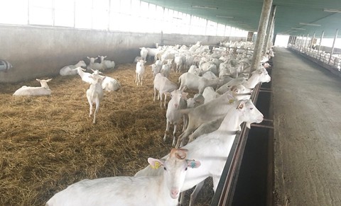 Trang trại nuôi dê gây ô nhiễm, người dân sống chung với ruồi - Ảnh 1. Trang trại nuôi dê gây ô nhiễm, người dân sống chung với ruồi - Ảnh 1.