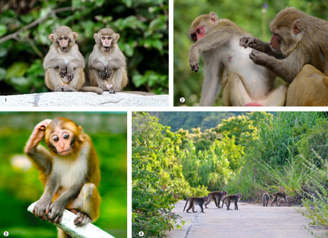 Ngắm voọc, khỉ, chim báu vật Sơn Trà - Ảnh 6. Ngắm voọc, khỉ, chim báu vật Sơn Trà - Ảnh 6.