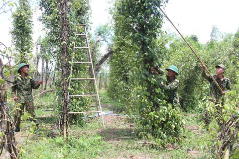 Lốc xoáy cuốn phăng nhà cửa, cây cối tại huyện biên giới Bù Đốp - Ảnh 5.