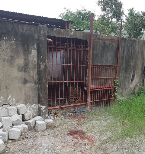 Vì sao hổ liên tiếp tấn công người nhưng vẫn cho nuôi giữa khu dân cư? - Ảnh 1. Vì sao hổ liên tiếp tấn công người nhưng vẫn cho nuôi giữa khu dân cư? - Ảnh 1.