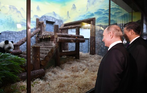 Ông Putin mỉm cười trước món quà gấu trúc của Trung Quốc - Ảnh 3. Ông Putin mỉm cười trước món quà gấu trúc của Trung Quốc - Ảnh 3.