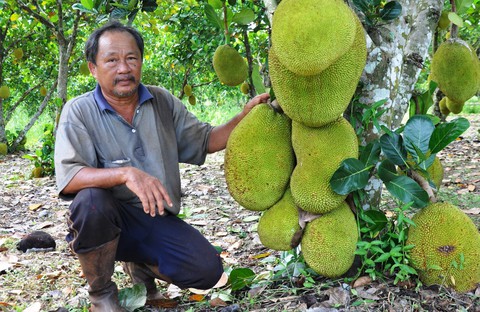 Thương lái Trung Quốc buông, mít rớt giá thảm hại - Ảnh 1. Thương lái Trung Quốc buông, mít rớt giá thảm hại - Ảnh 1.