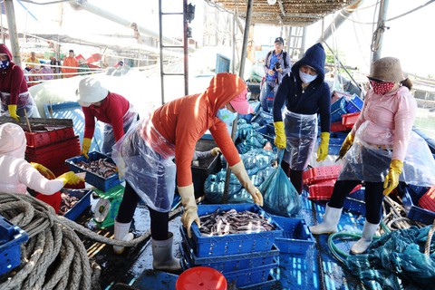 Tàu cá Quảng Nam tố bị tàu Trung Quốc vây áp, cướp 2 tấn mực - Ảnh 5. Tàu cá Quảng Nam tố bị tàu Trung Quốc vây áp, cướp 2 tấn mực - Ảnh 5.