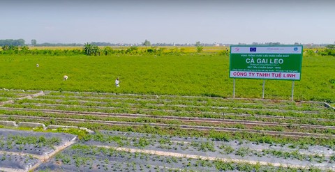Đã có sản phẩm từ cà gai leo sạch đạt chuẩn quốc tế - Ảnh 3. Đã có sản phẩm từ cà gai leo sạch đạt chuẩn quốc tế - Ảnh 3.