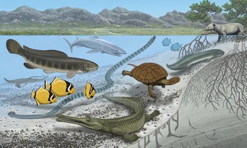 Nhiều loài cá khổng lồ từng sống tại sa mạc Sahara? - Ảnh 1. Nhiều loài cá khổng lồ từng sống tại sa mạc Sahara? - Ảnh 1.