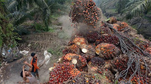 Indonesia trước nguy cơ mất thị trường dầu cọ chục tỉ USD từ EU - Ảnh 1. Indonesia trước nguy cơ mất thị trường dầu cọ chục tỉ USD từ EU - Ảnh 1.