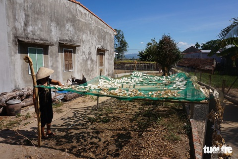 Mỗi trái bí khổng lồ nặng... 50 kí, mỗi ngày bí lớn thêm.. 1 kí - Ảnh 9. Mỗi trái bí khổng lồ nặng... 50 kí, mỗi ngày bí lớn thêm.. 1 kí - Ảnh 9.