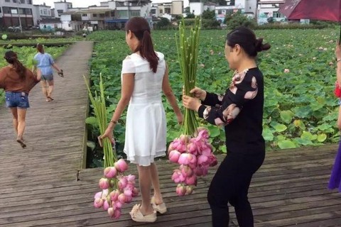 Khách lội hồ hái trụi sen, công viên sinh thái Trung Quốc phải đóng cửa - Ảnh 1. Khách lội hồ hái trụi sen, công viên sinh thái Trung Quốc phải đóng cửa - Ảnh 1.