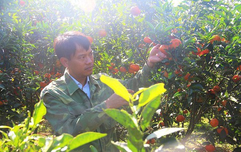 Kinh tế tập thể nông nghiệp chưa phát triển tương xứng với tiềm năng - Ảnh 2. Kinh tế tập thể nông nghiệp chưa phát triển tương xứng với tiềm năng - Ảnh 2.