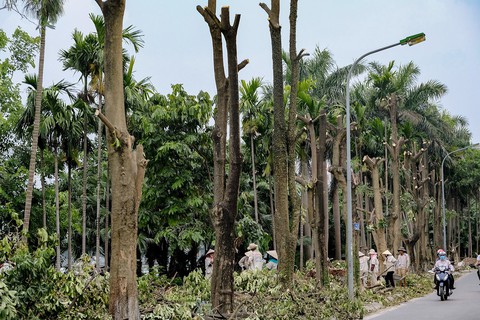 Chuyển cả phố hoa sữa đi vì mùi thơm đã hóa mùi... nồng nặc - Ảnh 1. Chuyển cả phố hoa sữa đi vì mùi thơm đã hóa mùi... nồng nặc - Ảnh 1.