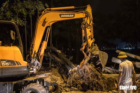 100 cây hoa sữa được di dời đến bãi rác Nam Sơn - Ảnh 8. 100 cây hoa sữa được di dời đến bãi rác Nam Sơn - Ảnh 8.