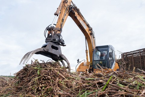 Không bỏ cây mía - Ảnh 1. Không bỏ cây mía - Ảnh 1.