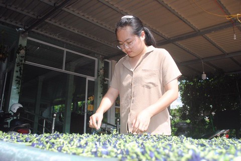 Cô giáo trẻ phát triển Trà hoa Sa Đéc - Ảnh 2. Cô giáo trẻ phát triển Trà hoa Sa Đéc - Ảnh 2.