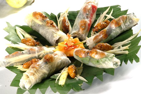 Ve ve - món ăn ngon... ve kêu - Ảnh 1. Ve ve - món ăn ngon... ve kêu - Ảnh 1.